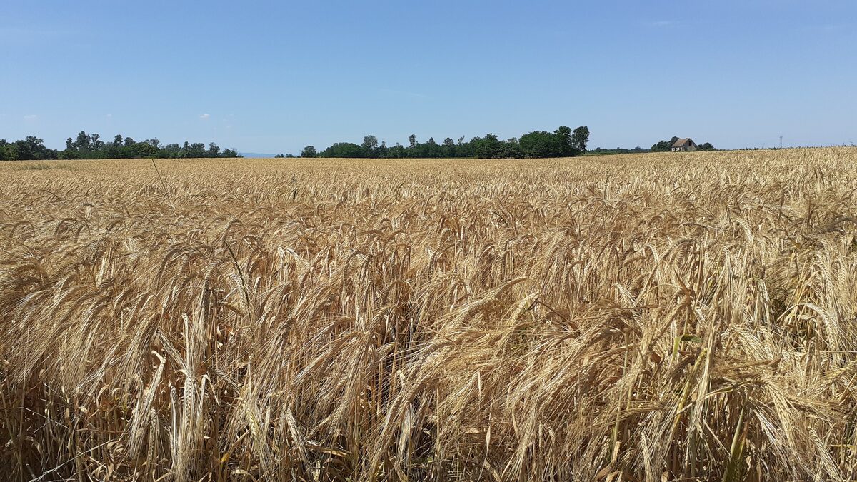 A ripe barley field in Macva, western Serbia