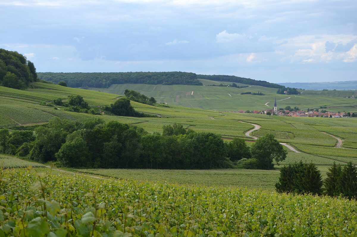 Green vineyard slopes on the northern flank of the Montagne de Reims, with the village of Chamery in the distance