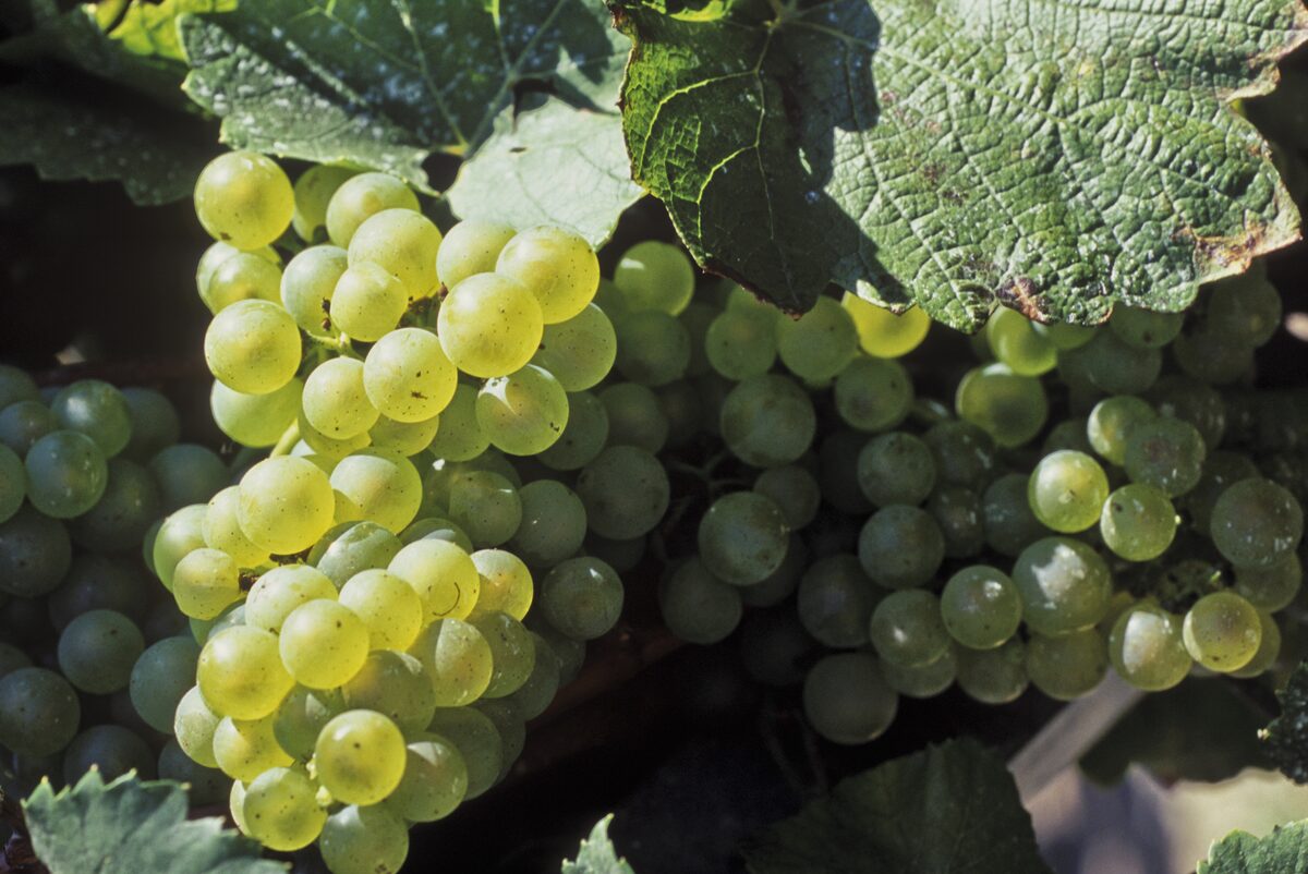 Close-up of Chardonnay grape bunches on the vine in Champagne