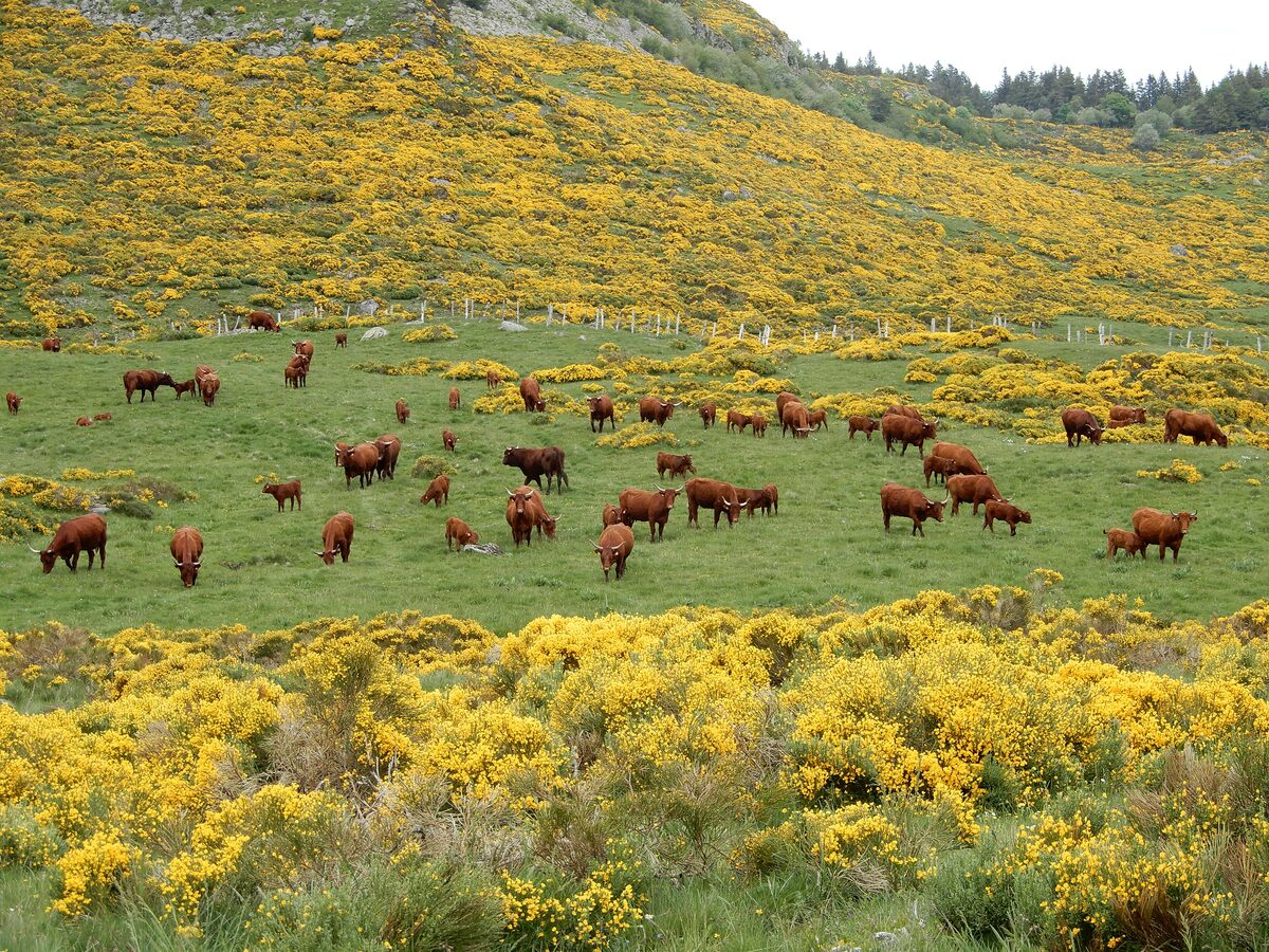 Salers cattle grazing a summer pasture covered in yellow broom in the Cantal