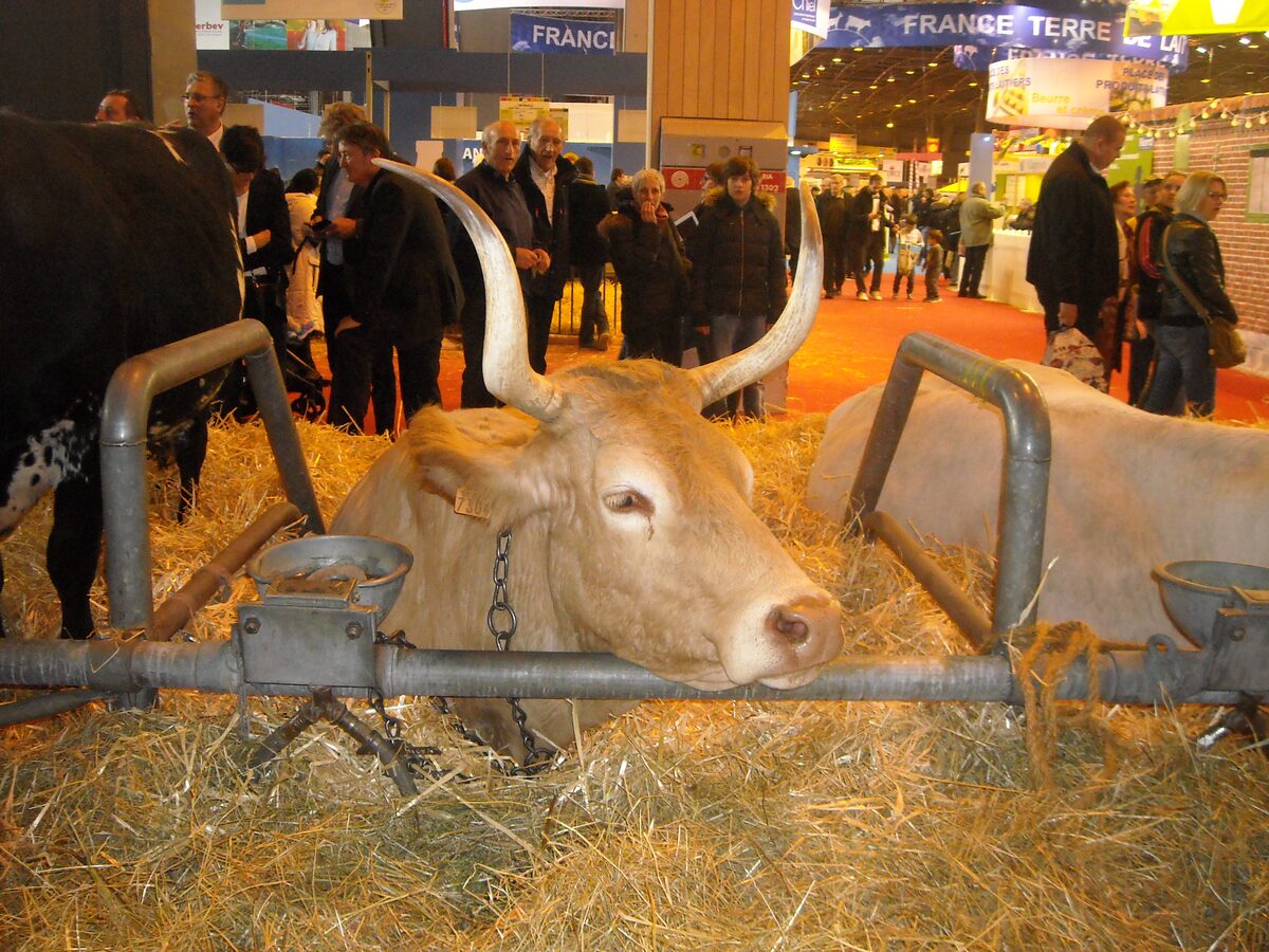 A Bรฉarnaise cow in its stall at the Salon international de l'agriculture in Paris, with visitors behind