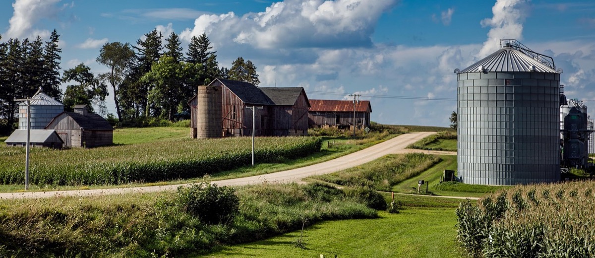 Gravel road past cornfields, barns and a grain bin on an Iowa farm