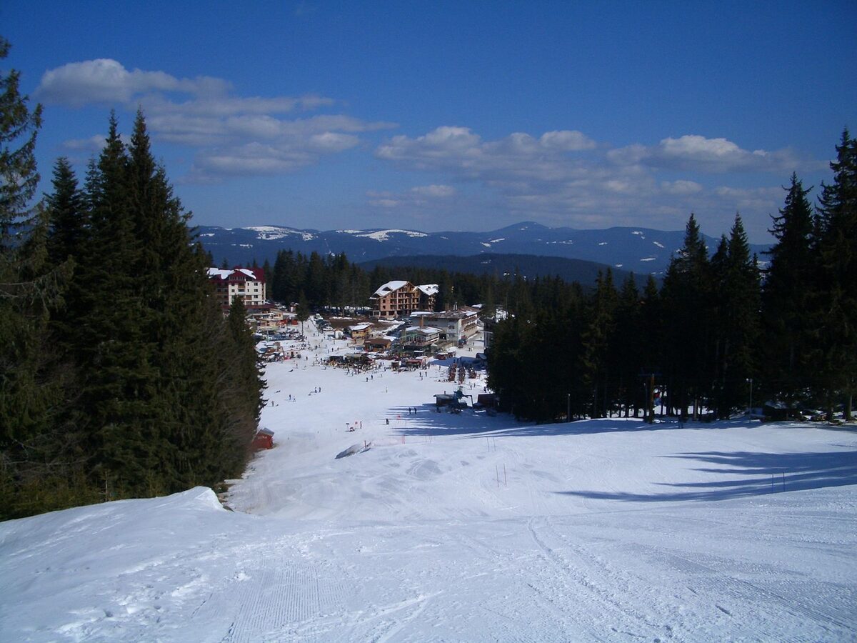 A wide, gentle piste running down between spruce trees toward the Pamporovo resort buildings