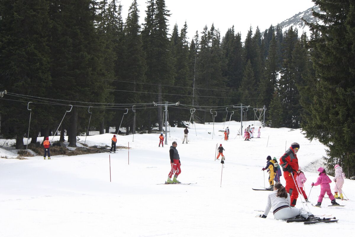 Skiers and ski school children on a T-bar slope among spruce trees at Aleko on Vitosha