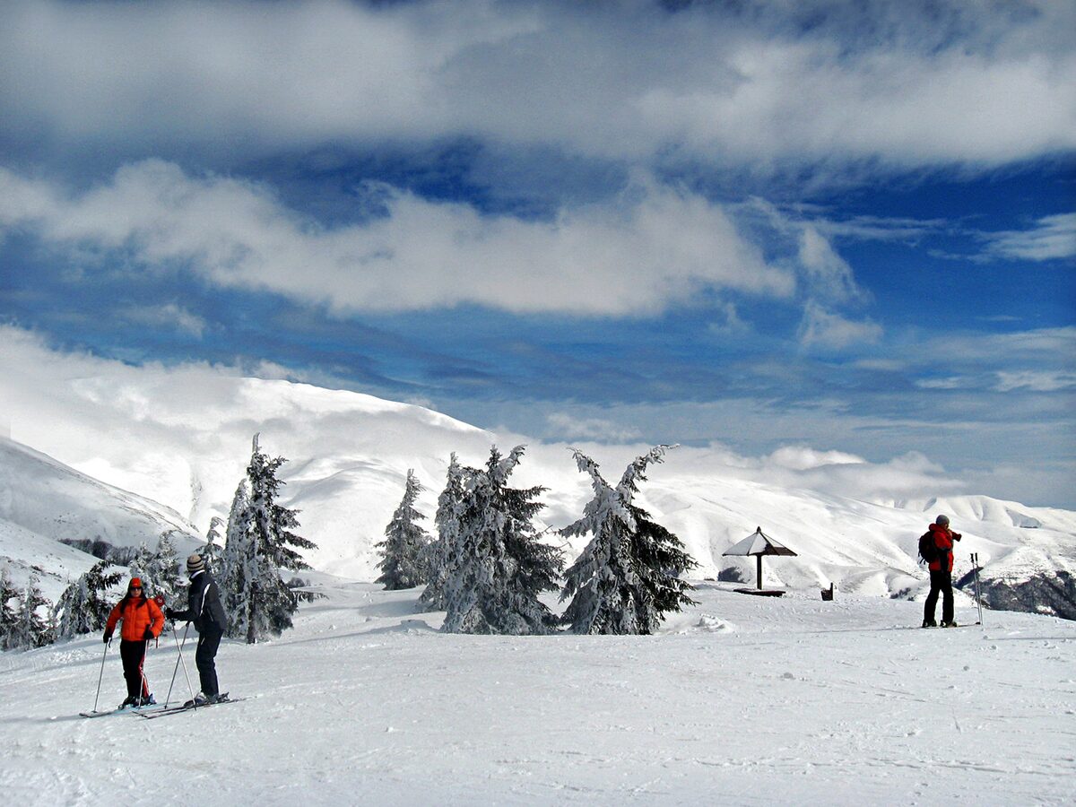 Skiers on a snowy plateau with snow-covered spruces on Stara Planina