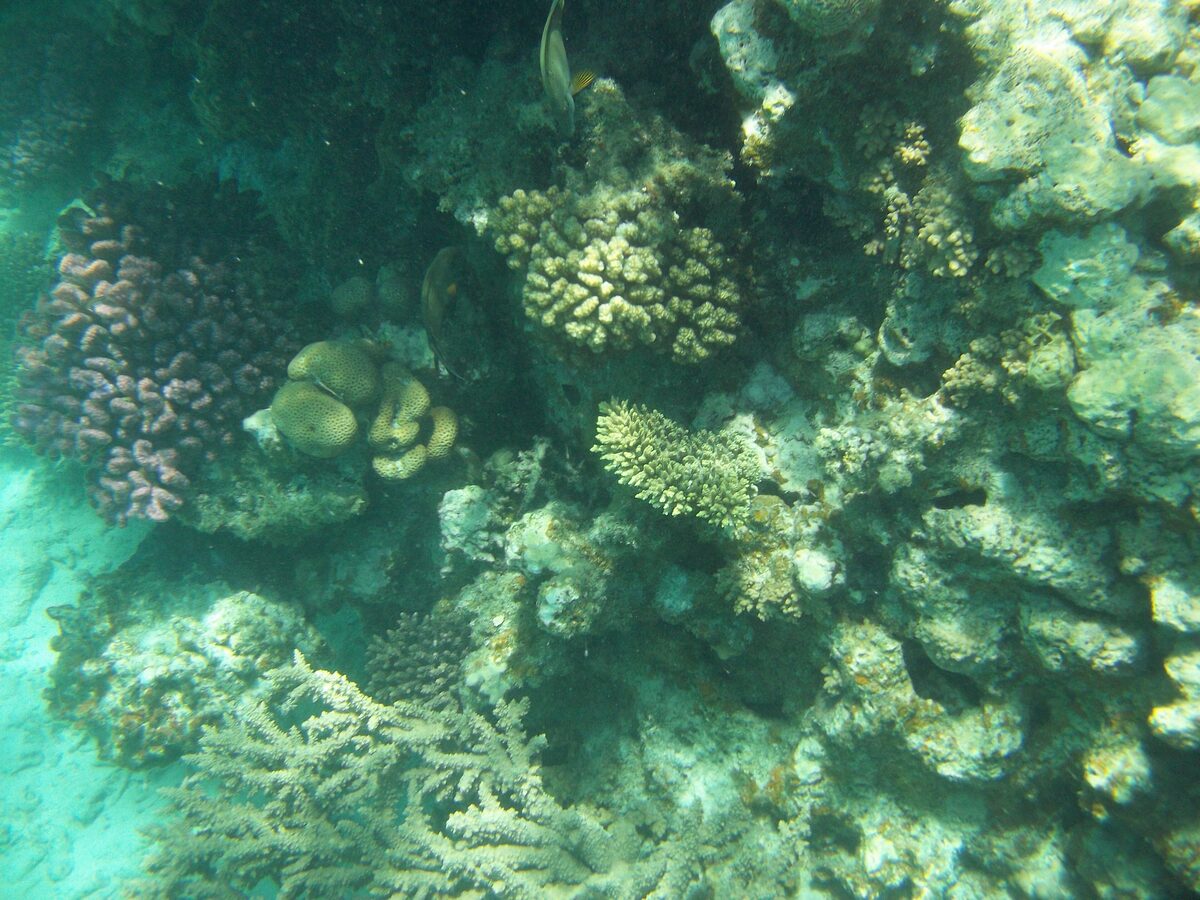 Corals and a fish on a shallow reef in the Red Sea off Hurghada