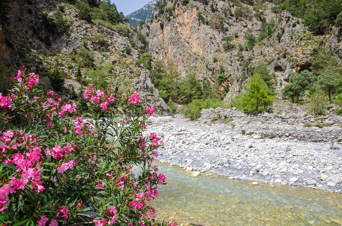 A pebble riverbed with pink oleander in front of the rock walls of Samaria Gorge on Crete