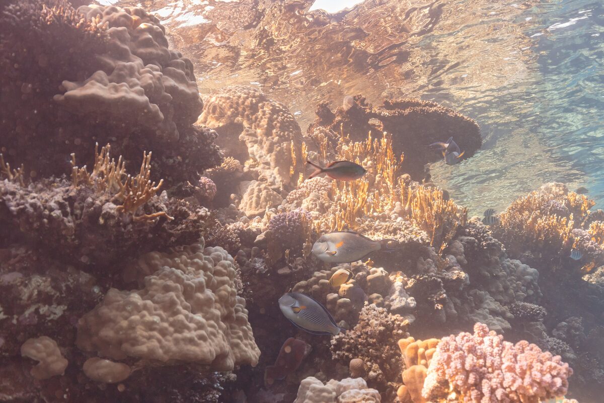 Sohal surgeonfish swimming over corals on a shallow reef in Ras Muhammad National Park near Sharm El Sheikh