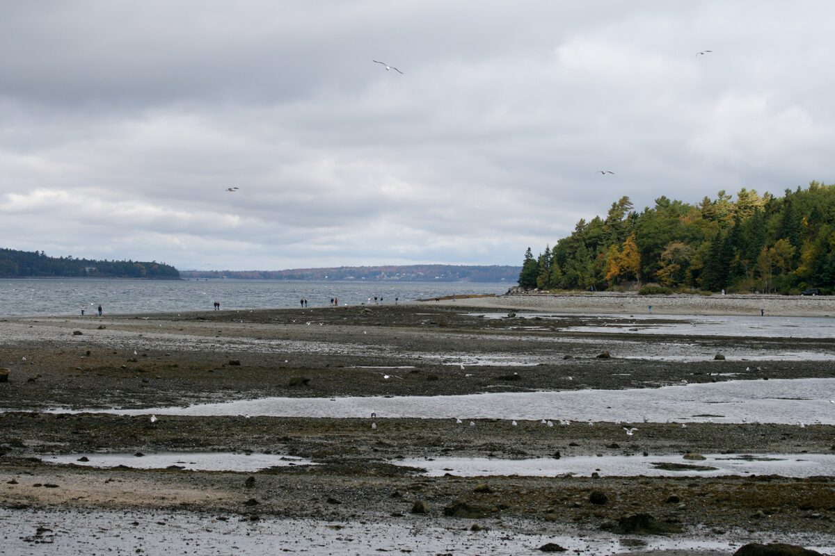 The Bar Island sandbar at low tide, with a few walkers far out