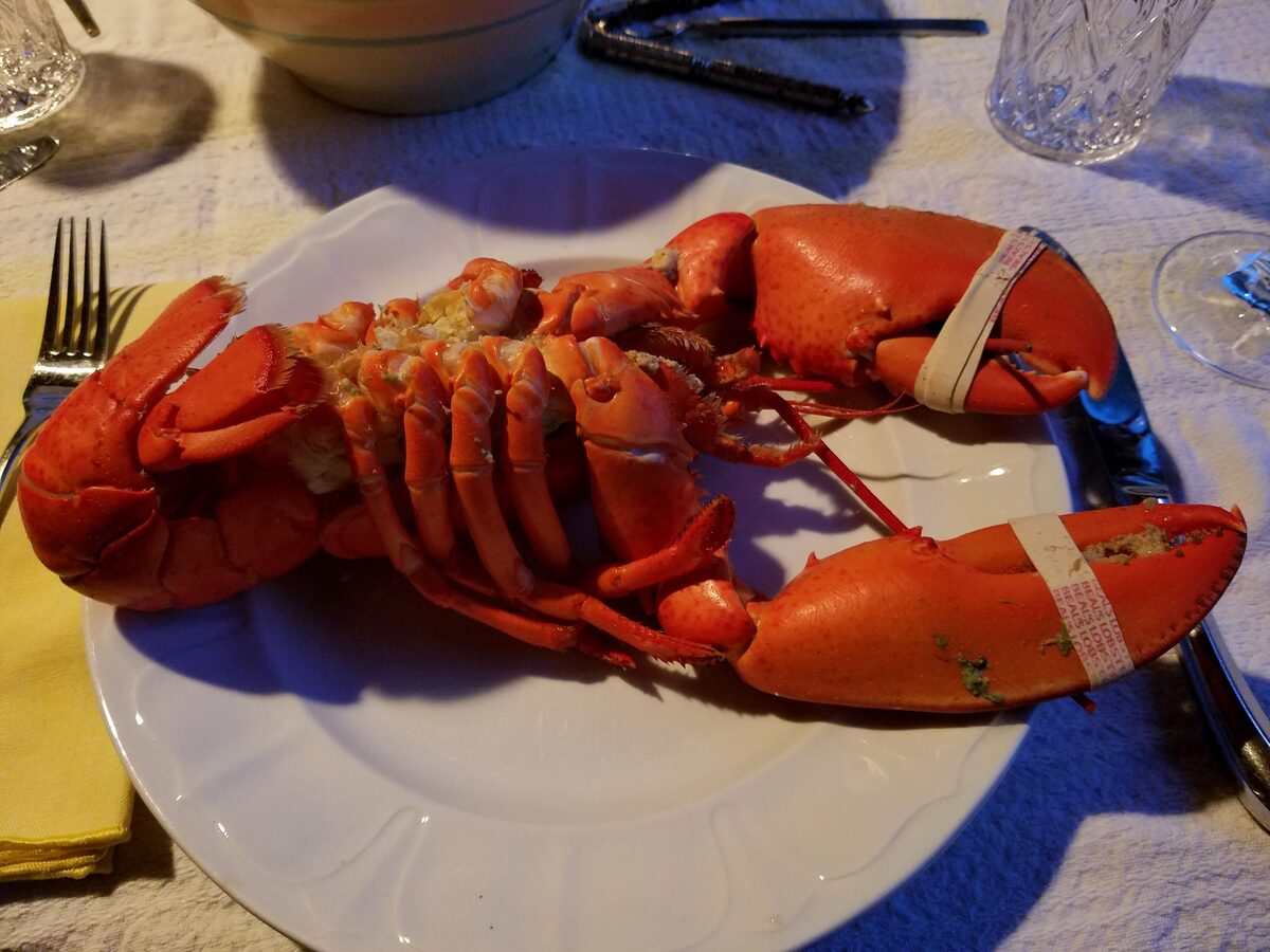 A boiled red lobster with banded claws, served on a white plate