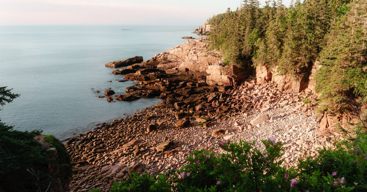 A rocky cove at dawn with spruce forest and pink flowers