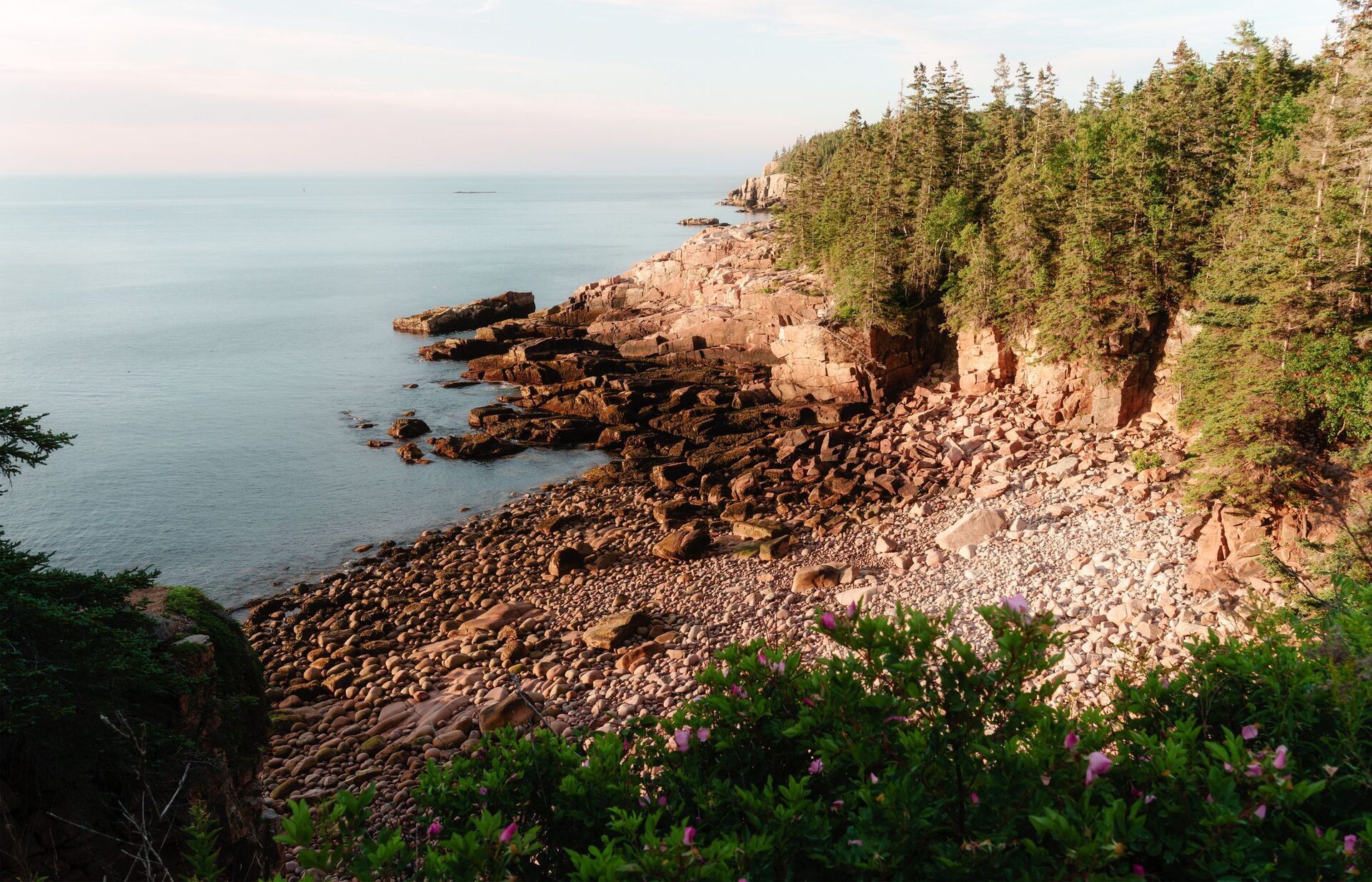 A rocky cove at dawn with spruce forest and pink flowers