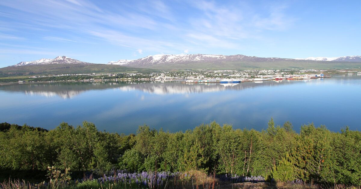 Akureyri along the shore of Eyjafjörður, with snow-streaked mountains behind the town and lupines in the foreground