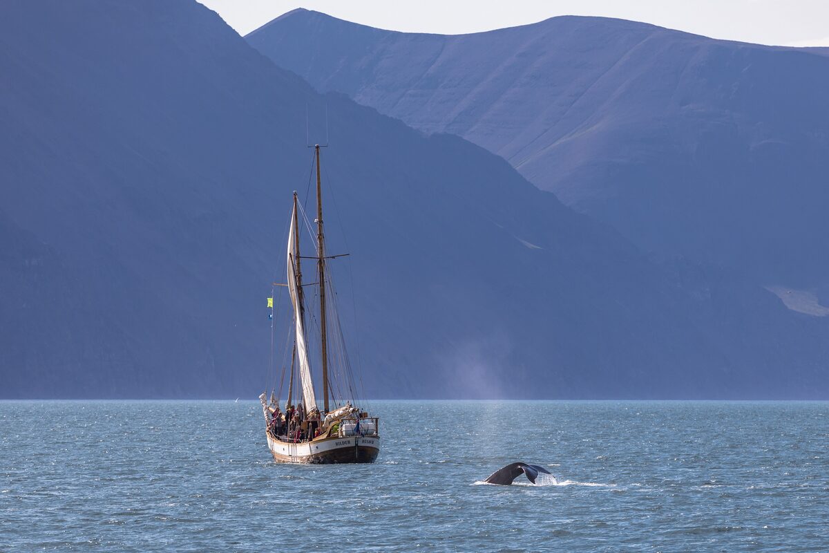 A traditional sailing whale watching boat on a fjord, with a whale's fluke breaking the surface close by