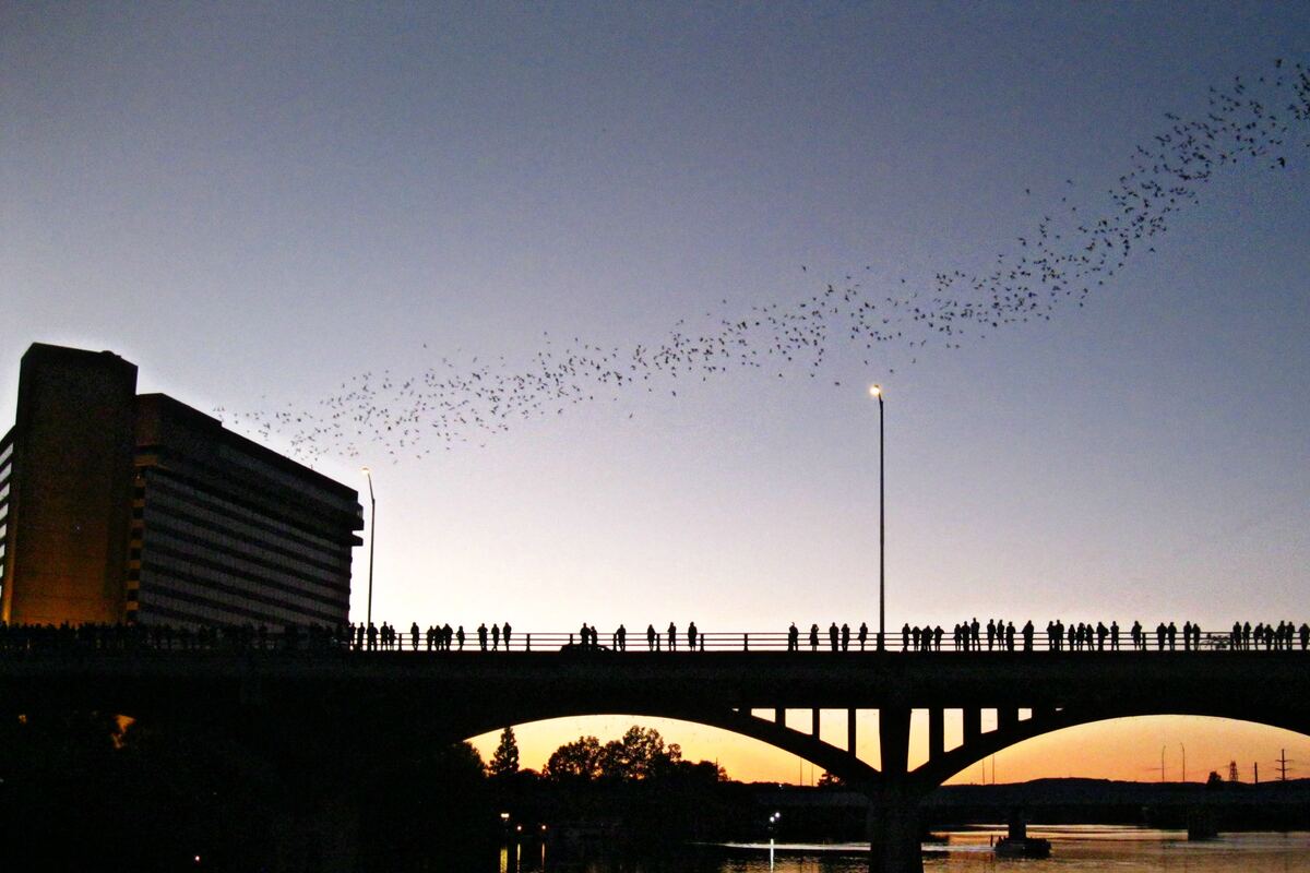 A ribbon of bats streaming over the Congress Avenue Bridge at dusk, with crowds lining the rail