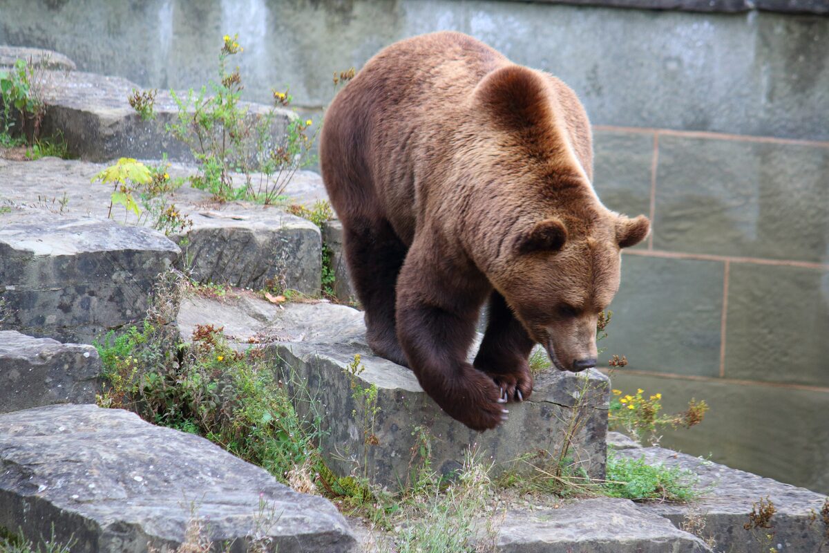 A brown bear stepping down the stone terraces of its enclosure, with plants growing between the rocks