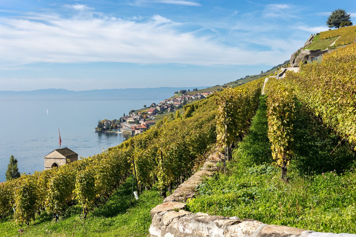 Terraced vineyards in autumn colours above Lake Geneva in Lavaux, the home of Chasselas
