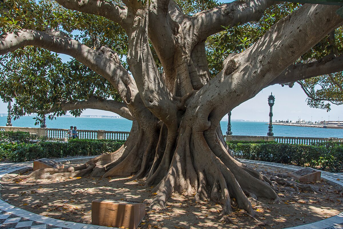 A giant ficus tree with thick roots on the Alameda, by the sea wall