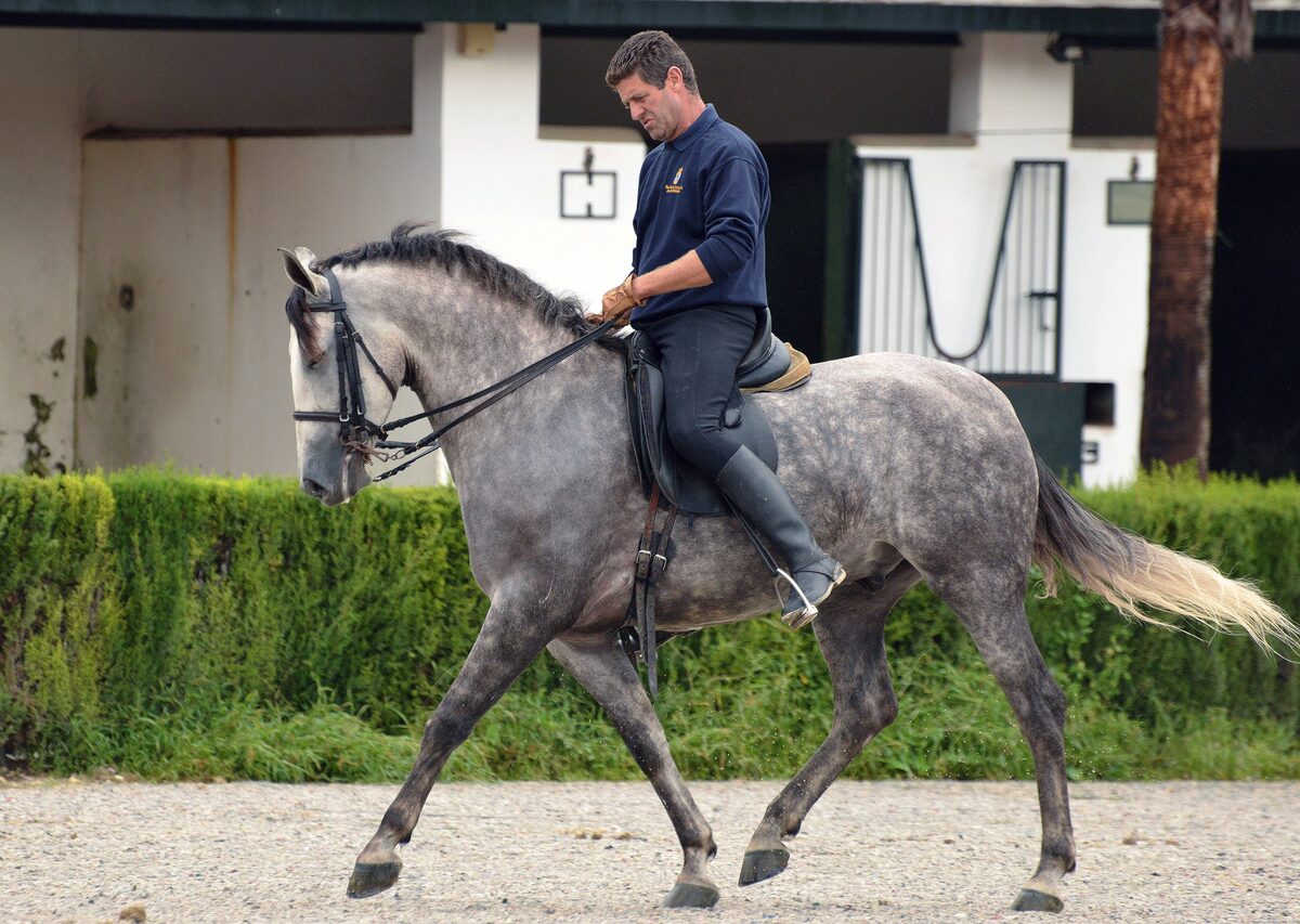 A rider on a dapple-grey horse trotting on gravel beside a hedge