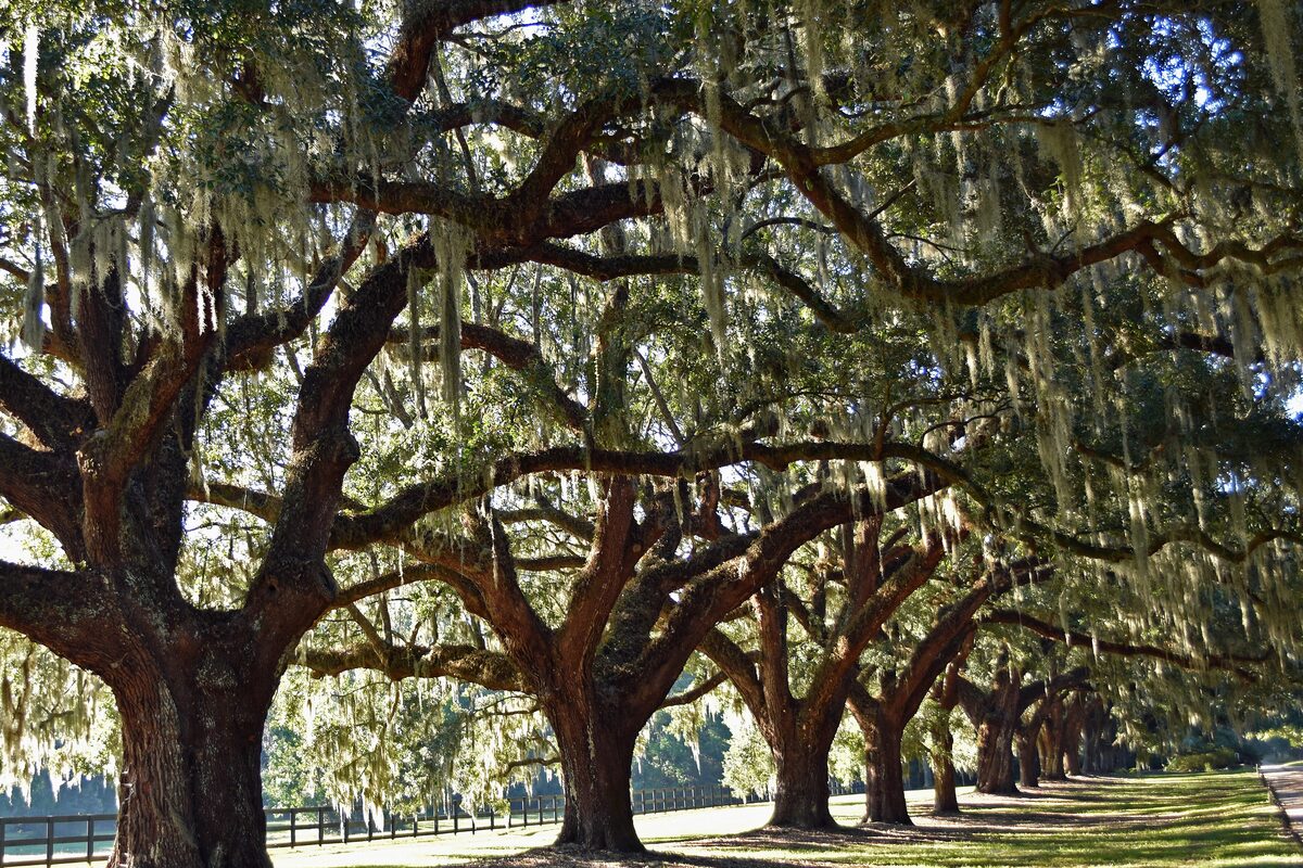 Avenue of oaks draped in Spanish moss at Boone Hall