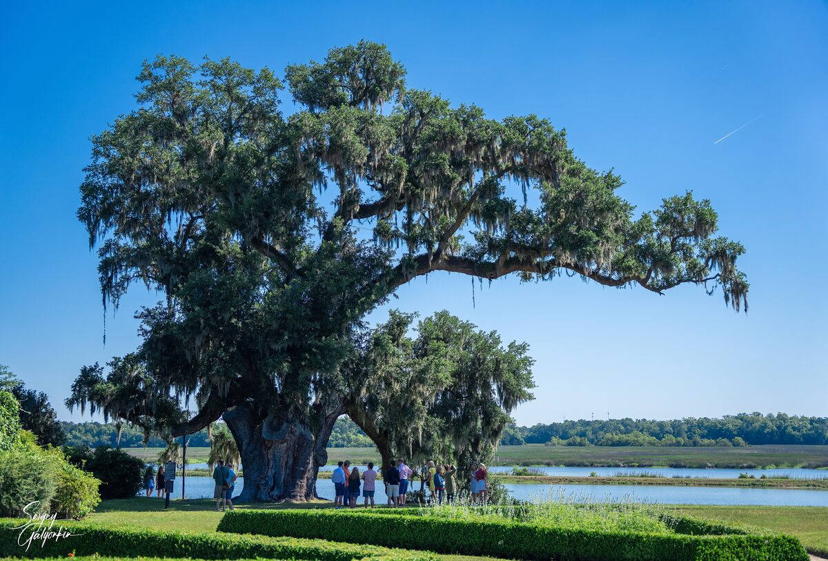 Ancient live oak above the lawns at Middleton Place