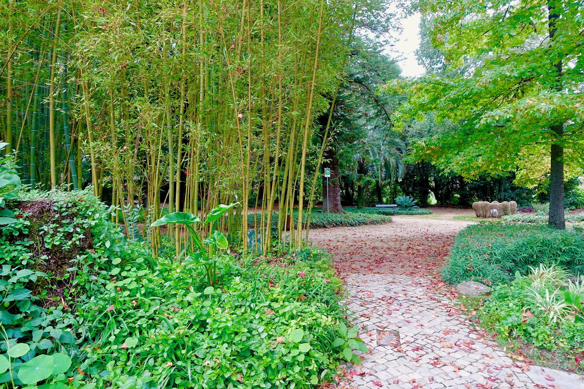 A cobbled garden path scattered with fallen leaves, lined with tall bamboo and green shrubs at the Quinta das Lágrimas