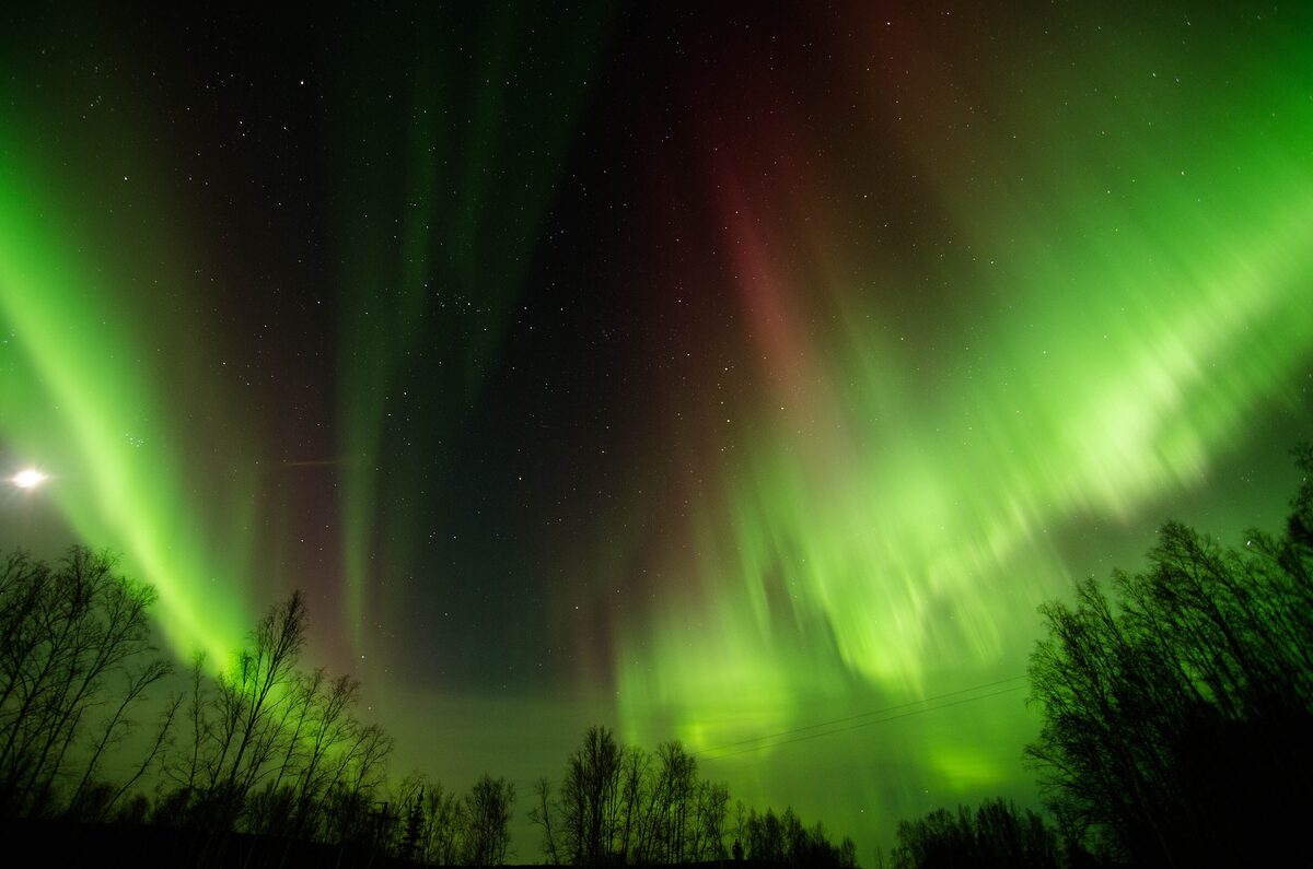 Green and red northern lights streaming over dark spruce trees in the hills north of Fairbanks