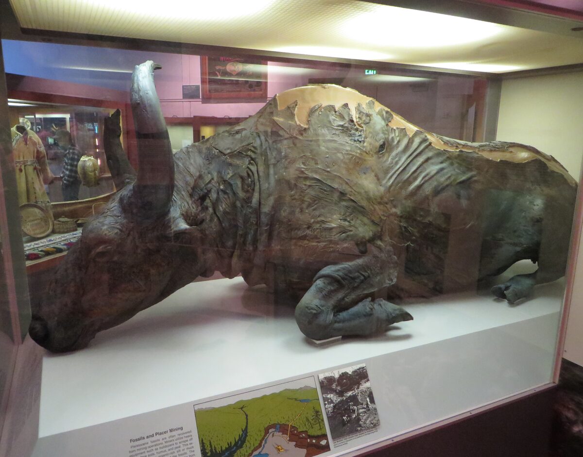 The mummified steppe bison Blue Babe lying in its glass case at the University of Alaska Museum of the North