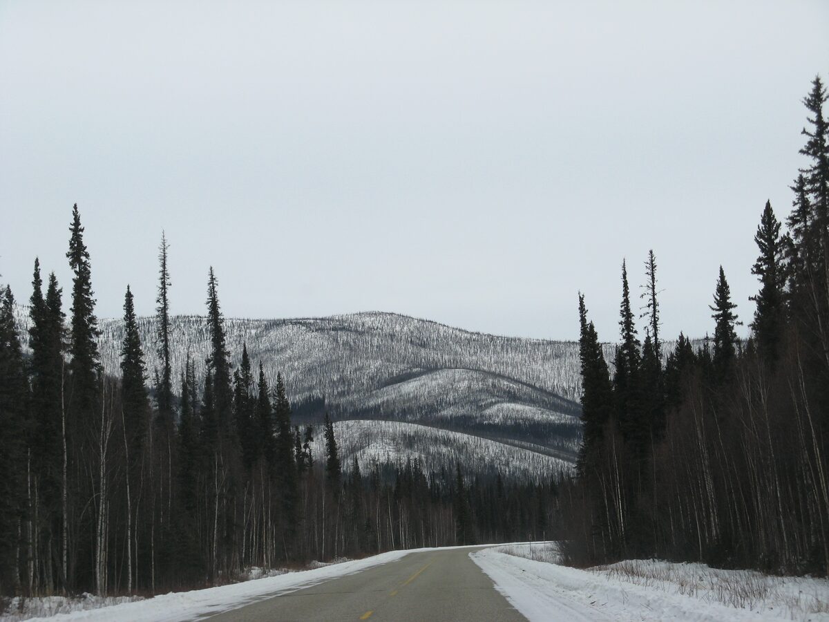 A snowy road running between spruce trees toward wooded hills near Fairbanks