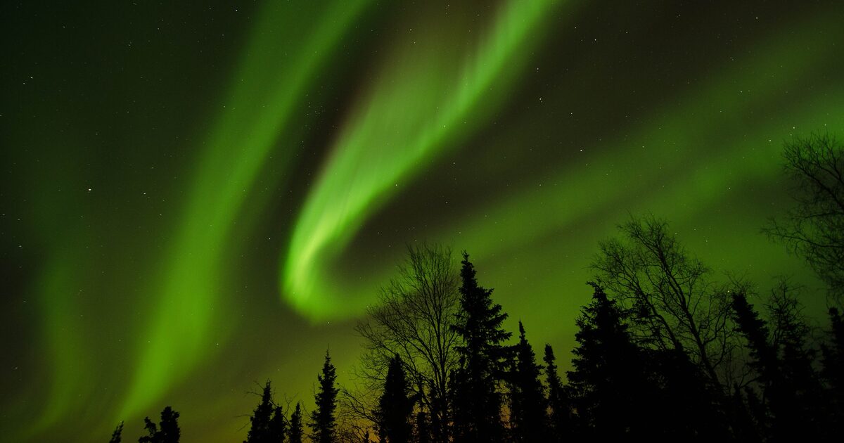 Green northern lights curling over black spruce trees just north of Fairbanks, Alaska