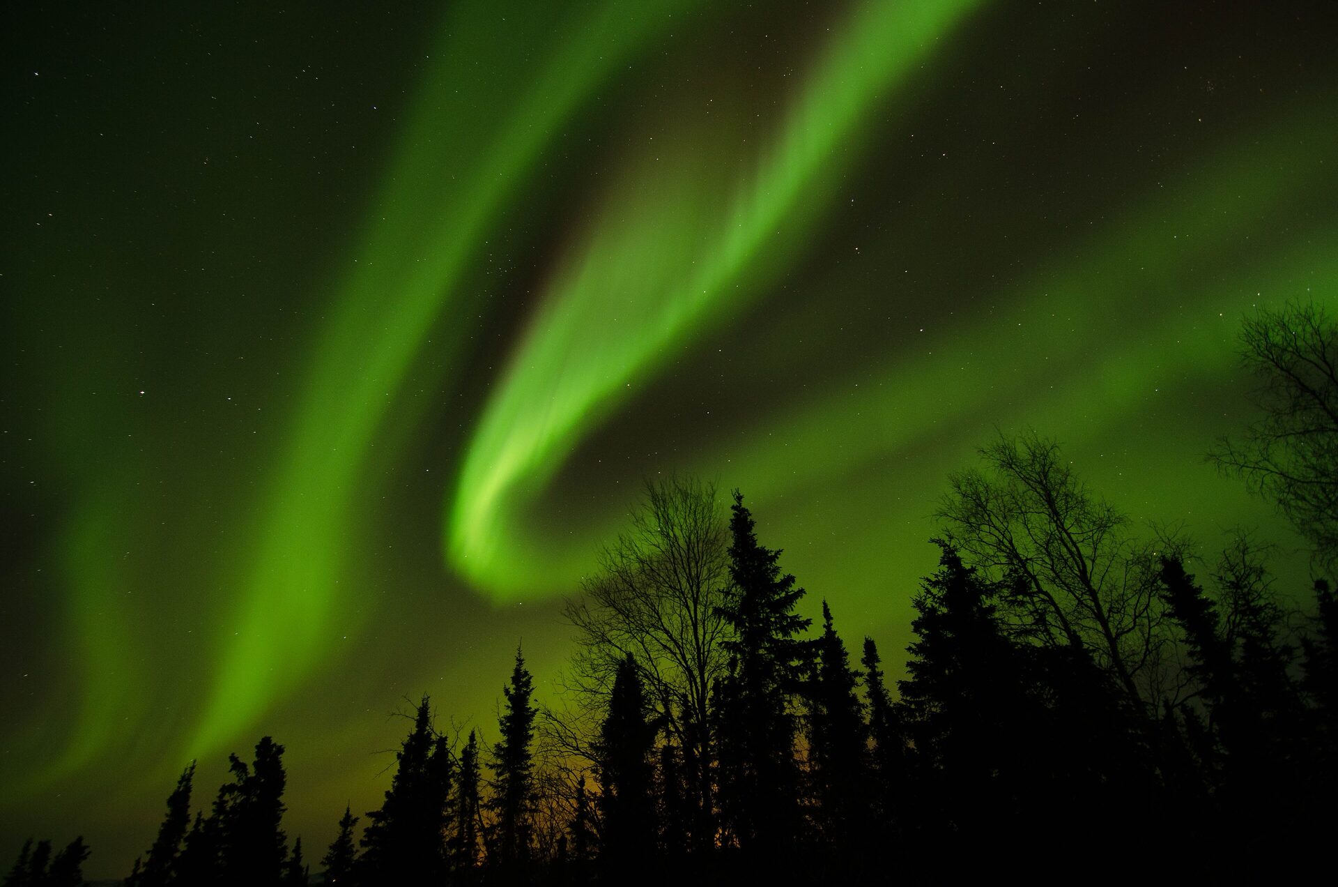 Green northern lights curling over black spruce trees just north of Fairbanks, Alaska