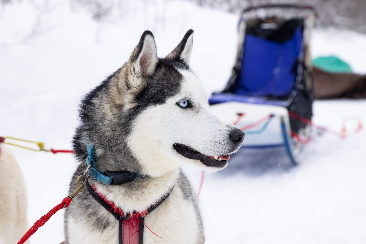 A blue-eyed husky in harness next to a sled on fresh snow