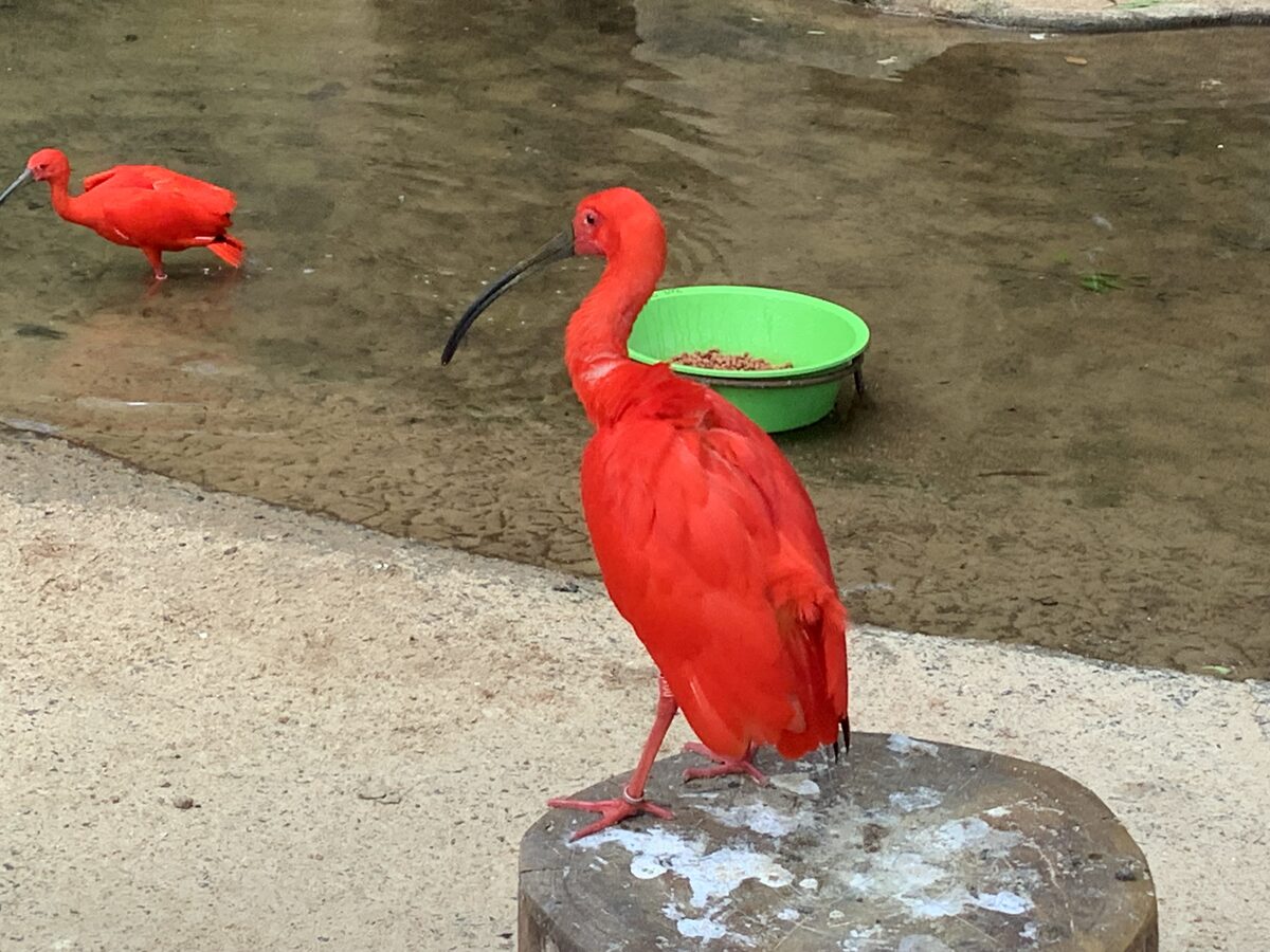 A scarlet ibis standing by a pool at Parque das Aves in Foz do Iguaçu