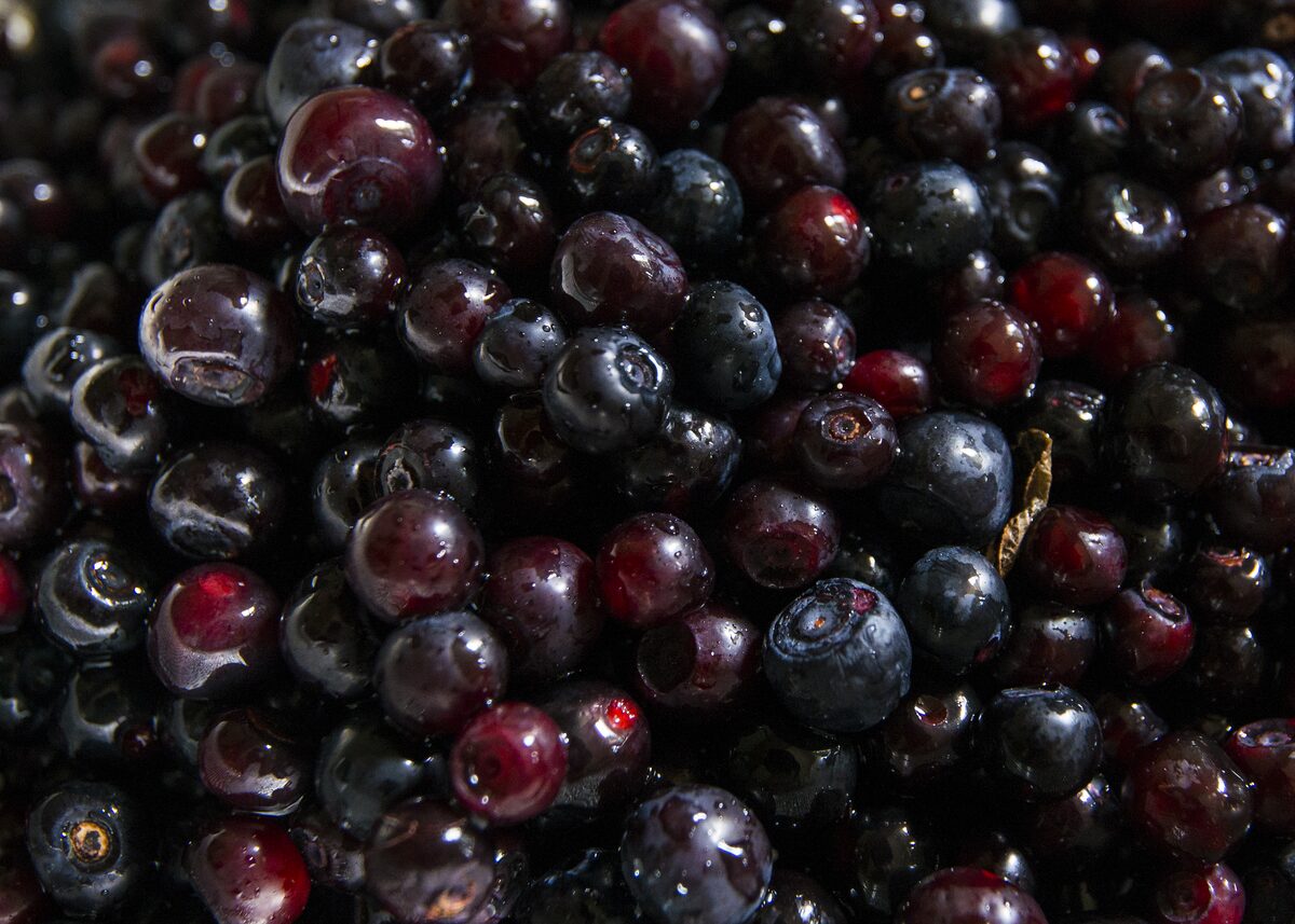 Ripe wild huckleberries, the berry that fills the pie