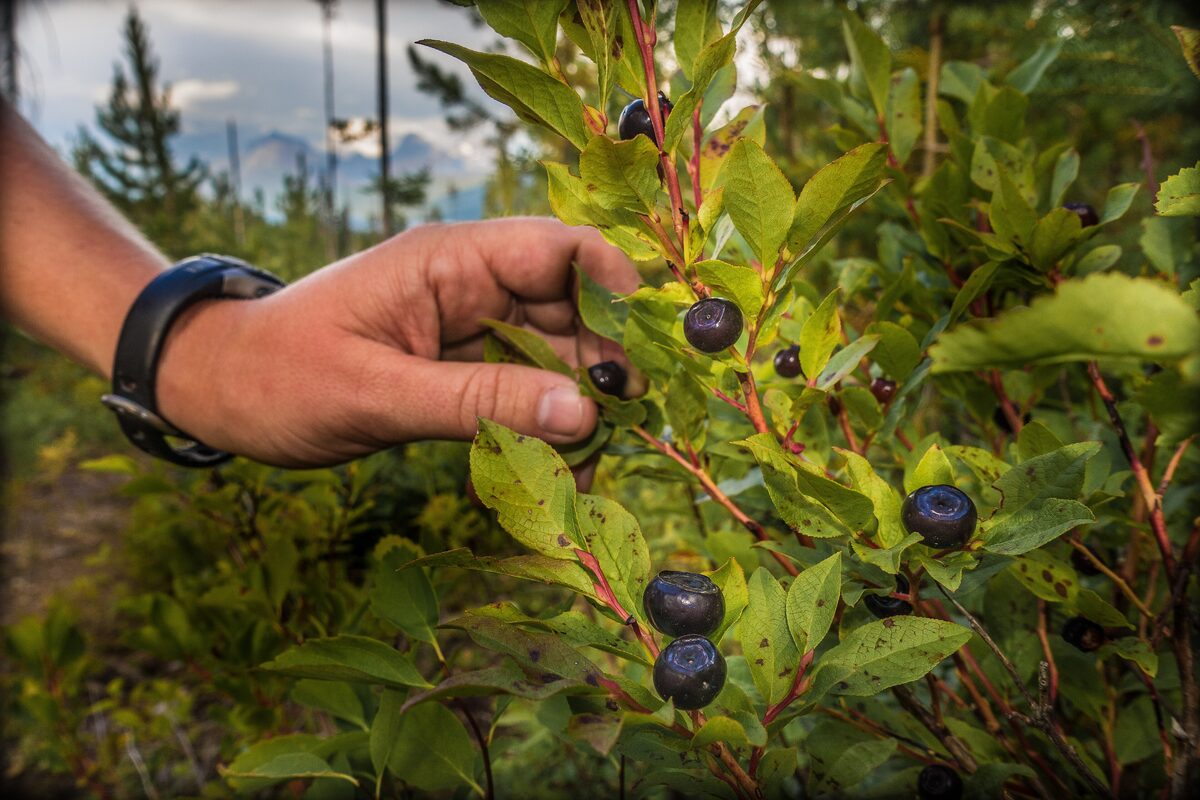A hand picking wild huckleberries from a mountain bush