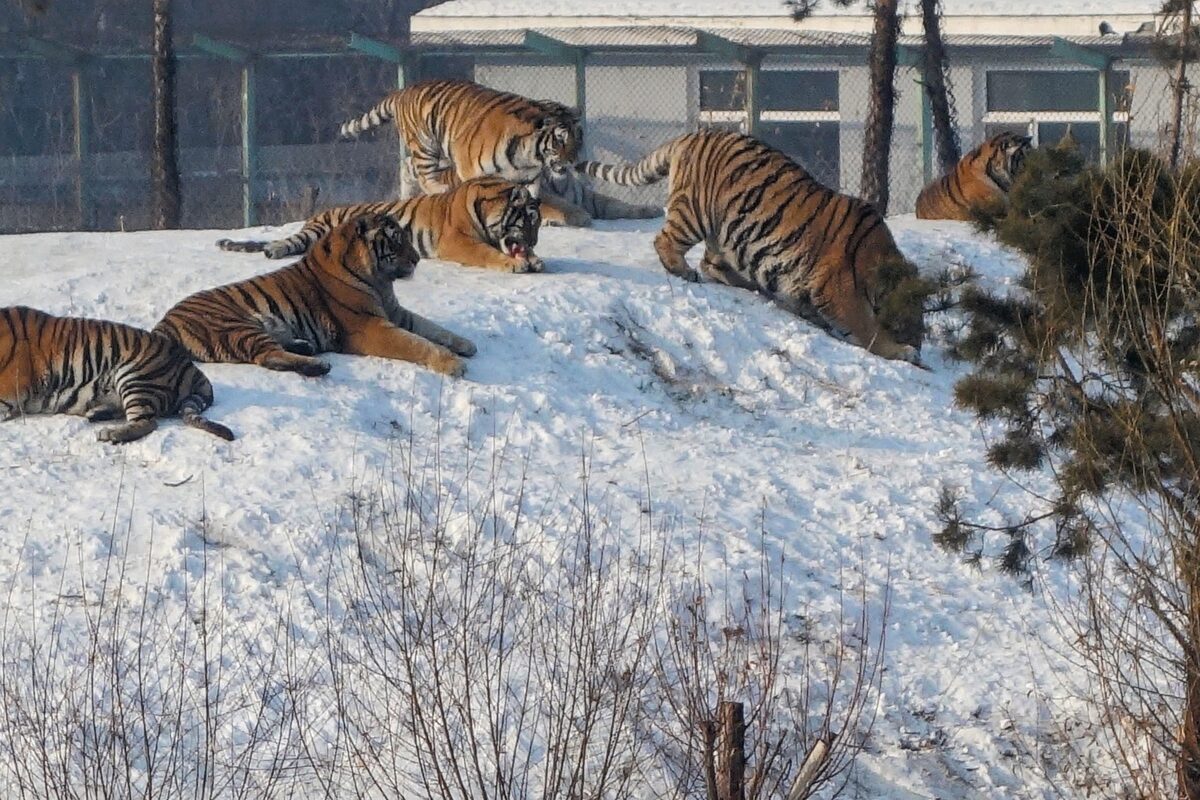 Several Siberian tigers lying and walking on a snowy slope inside the Tiger Park enclosure