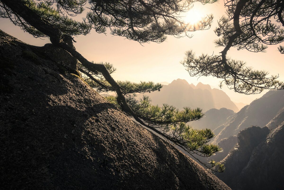 The low sun glowing through a pine branch above granite ridges