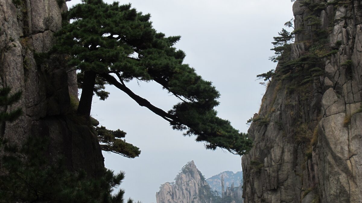 A twisted pine leaning out of a granite cleft on the Beginning-to-Believe Peak trail, with distant peaks beyond