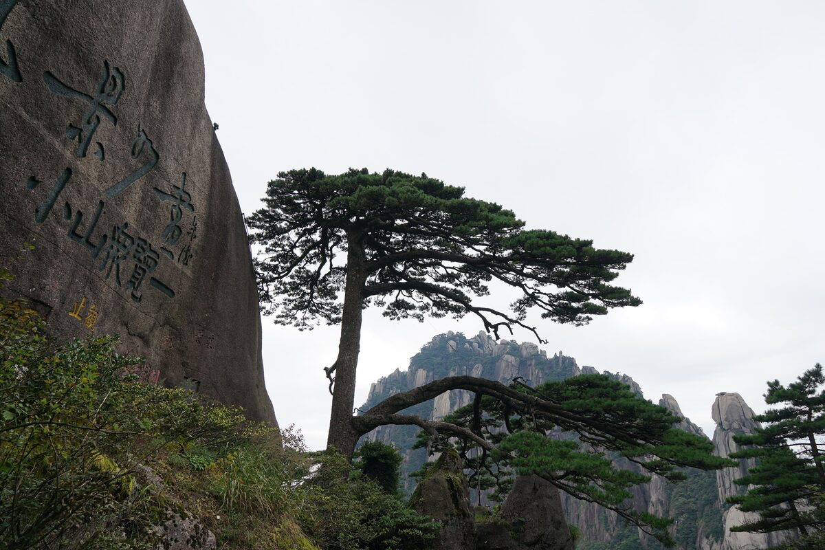 The Welcome-Guest Pine, with its long arm reaching out from a granite cliff face carved with characters