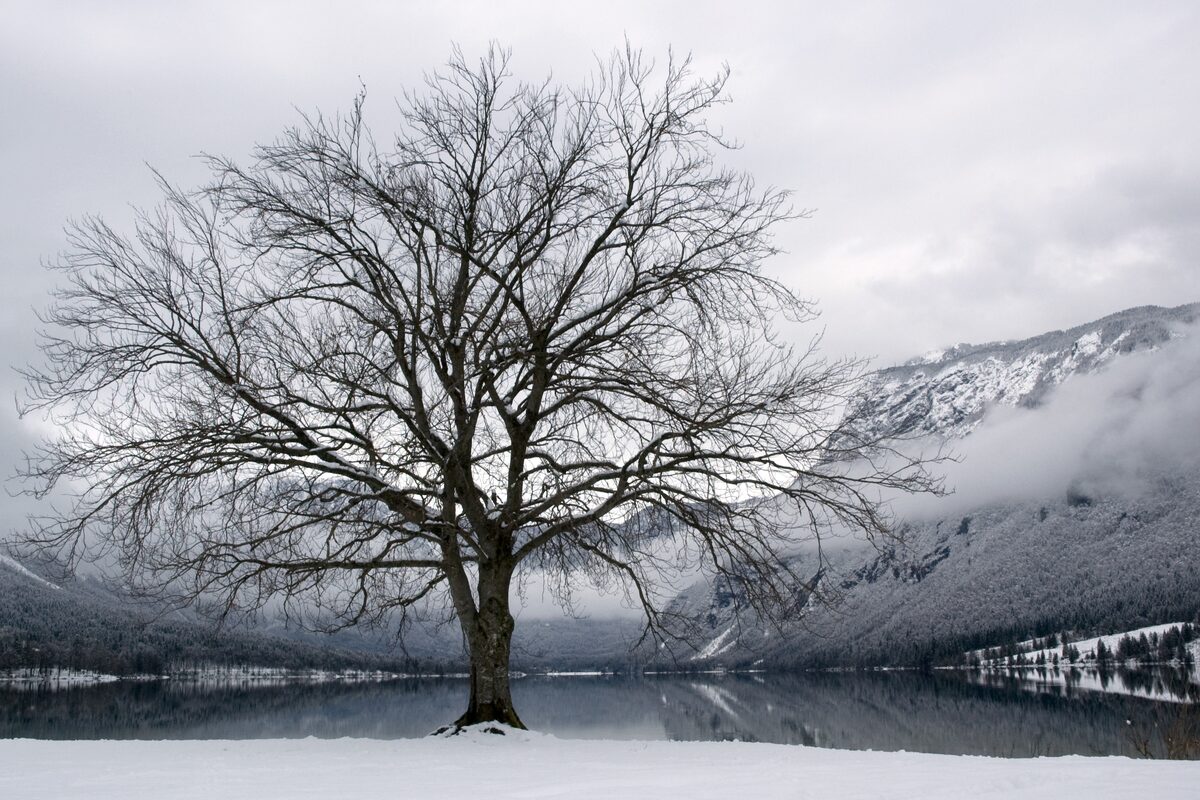 A bare tree on the snowy shore of Lake Bohinj in mist, with snow-covered mountains across the water