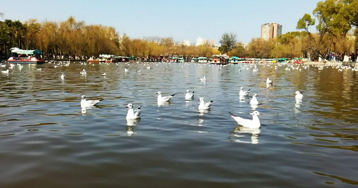 Black-headed gulls floating on Green Lake in Kunming, with golden willows and pedal boats behind