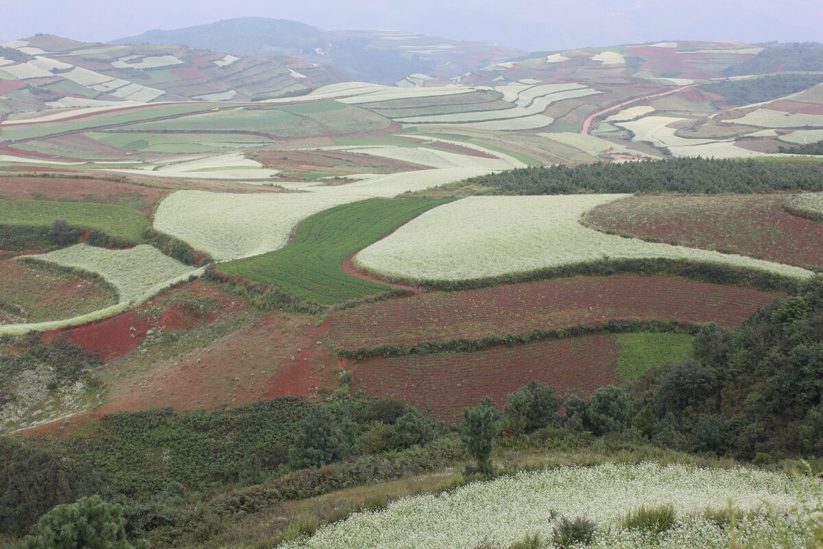 A hillside patchwork of red soil and white buckwheat fields at the Dongchuan Red Land