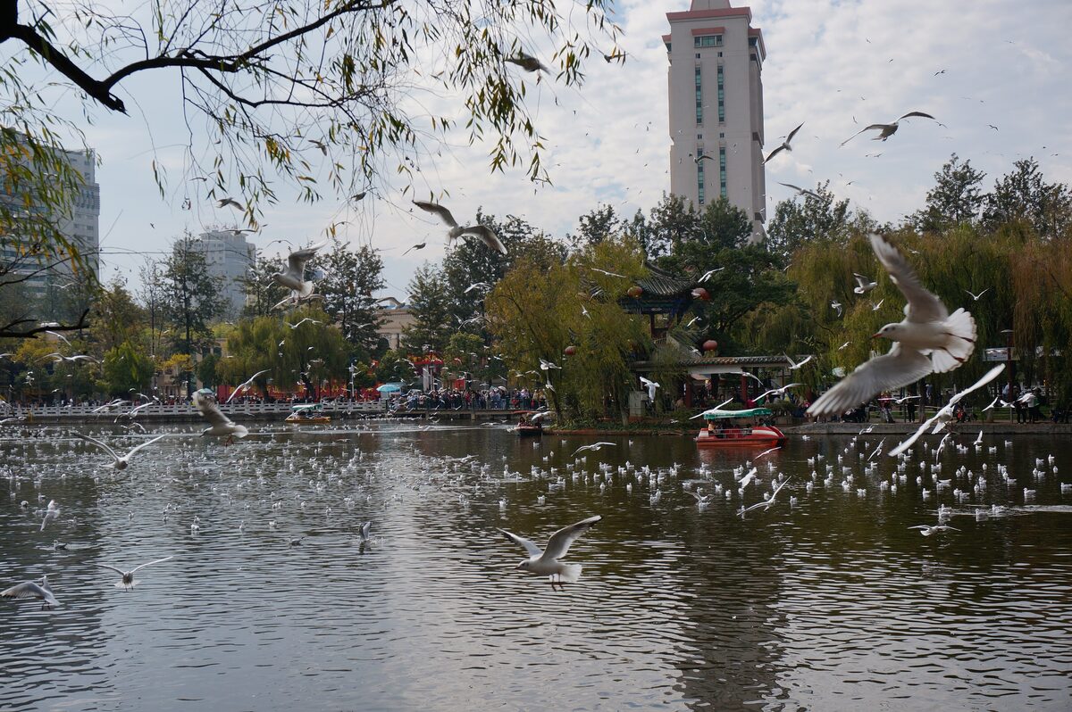 Black-headed gulls over the water and in the air at Green Lake, with willows and a tower beyond