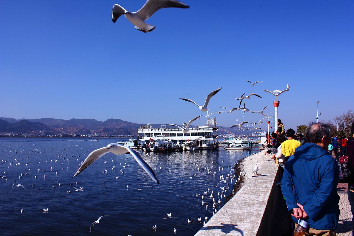 Black-headed gulls swooping over Dianchi lake beside the sea wall, with a tour boat and a crowd
