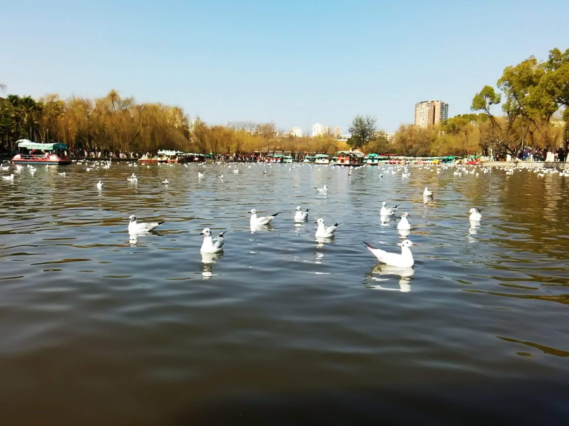 Black-headed gulls floating on Green Lake in Kunming, with golden willows and pedal boats behind