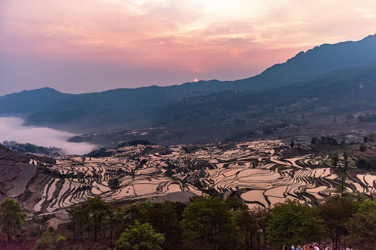 Flooded Yuanyang rice terraces at sunrise under a pink sky, with mist in the valley