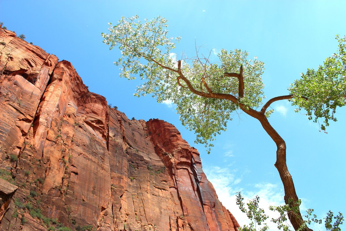 A red sandstone cliff in Zion Canyon with a cottonwood tree against a blue sky