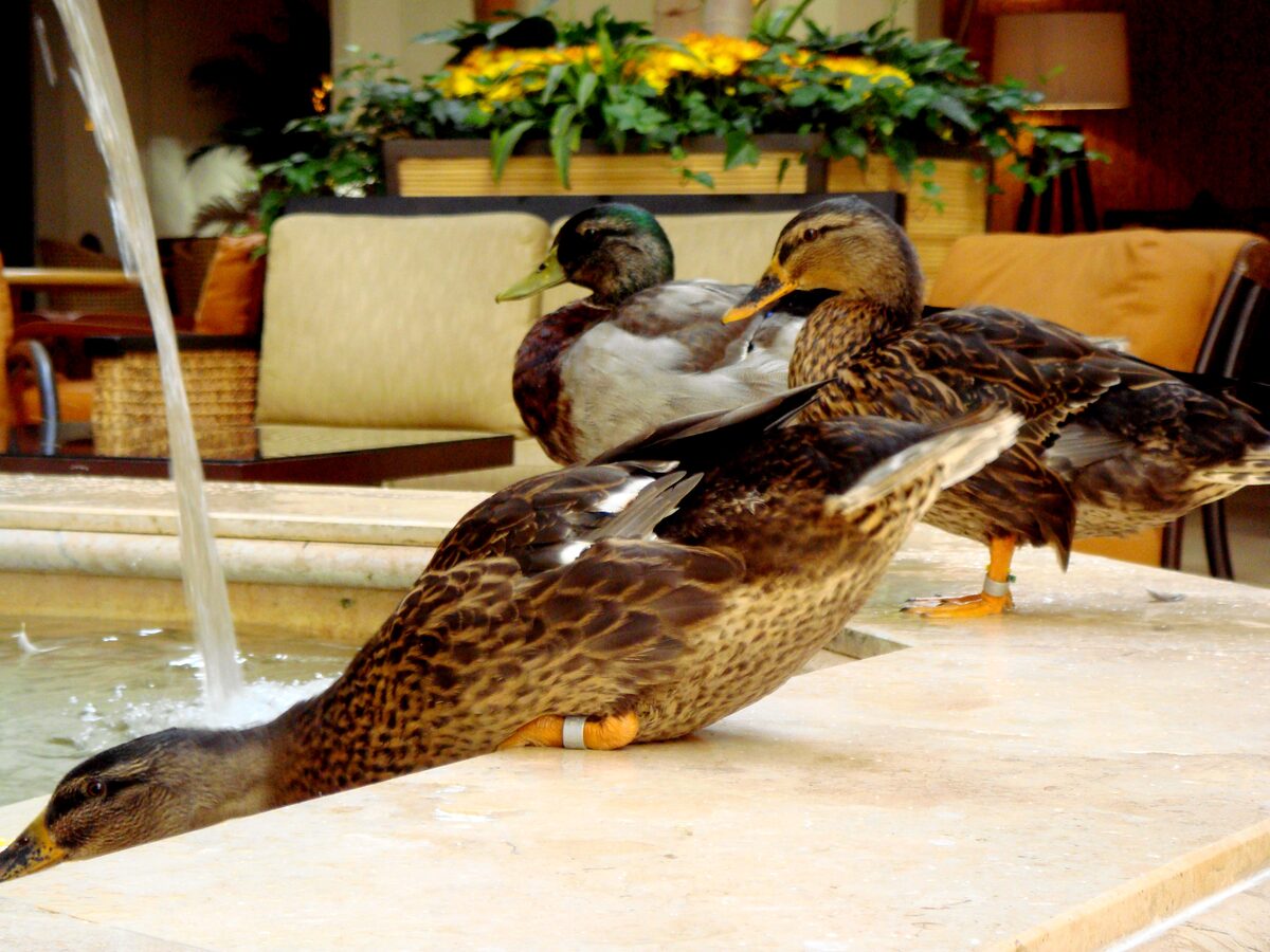 Mallard ducks resting on the edge of the Peabody lobby fountain