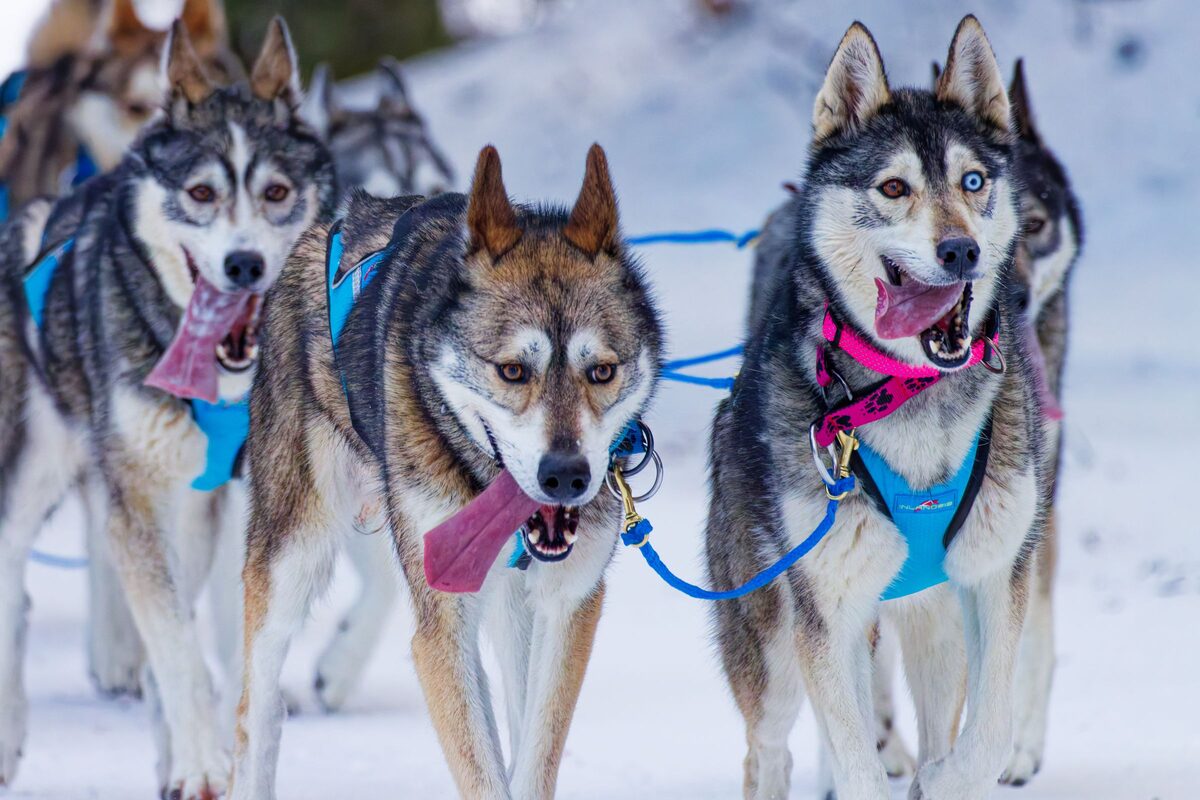 Huskies in harness with tongues out, running in a sled-dog team on a snowy trail (a team in France, shown here to illustrate the activity)