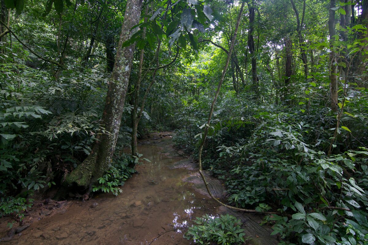 A muddy trail through lowland forest in Cuc Phuong National Park
